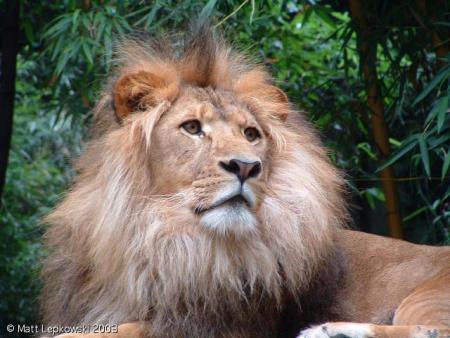 lions